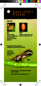 Tree diseases / Diaphorina citri / Huanglongbing / Botany / Jumping plant louse / Biology / Orange / Citrus / Psylloidea / Agricultural pest insects / Agriculture