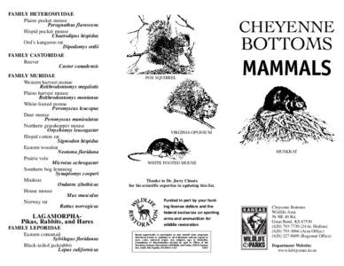 Heteromyidae / Chaetodipus / Rodent / Peromyscus maniculatus / Hispid pocket mouse / Reithrodontomys / Opossum / Long-tailed weasel / Vesper bat / Neotominae / Mammals of Wyoming / Mammals of Montana