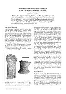 A large Rhomaleosaurid Pliosaur from the Upper Lias of Rutland Richard Forrest