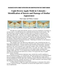 Light brown apple moth / Archips semiferanus / Spruce Budworm / Archips argyrospila / Choristoneura rosaceana / Choristoneura lambertiana / Biology / Moth / Caterpillar / Archipini / Phyla / Protostome