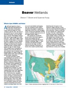 Wetlands  Beaver Wetlands Sharon T. Brown and Suzanne Fouty Effects Upon Wildlife and Water