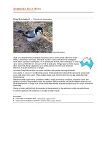 Cracticidae / Butcherbird / Hooded Butcherbird / Birds of Australia / Cracticus / Birds of Western Australia