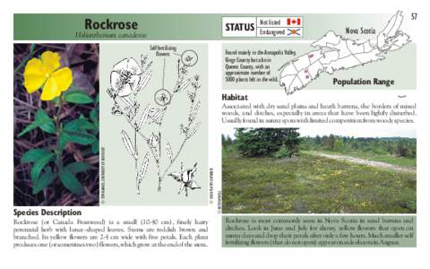 Rockrose  STATUS Helianthemum canadense Self fertilizing