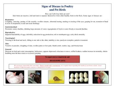 Signs of Disease in Poultry and Pet Birds How can I tell if my birds are sick? Sick birds are inactive, dull and tend to separate themselves from other healthy birds in the flock. Some signs of disease are: Respiratory: 