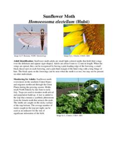 Homoeosoma nebulella / Homoeosoma / Phycitini / Homoeosoma electellum / Sunflower Moth