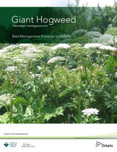 Giant Hogweed (Heracleum mantegazzianum) Best Management Practices in Ontario  ontario.ca/invasivespecies