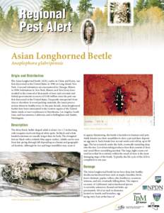 Regional Pest Alert Asian Longhorned Beetle Anoplophora glabripennis Origin and Distribution