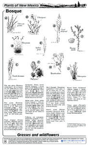 Plants of New Mexico  Bosque D  A