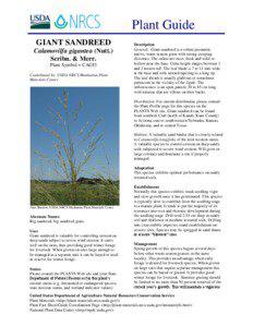 Plant Guide GIANT SANDREED Calamovilfa gigantea (Nutt.)