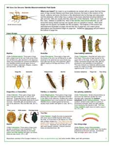 WV Save Our Streams’ Benthic Macroinvertebrate Field Guide Head Thorax What is an insect? An insect is an invertebrate (an animal with no spine) that has threepairs of legs (except Diptera) and three body divisions; th