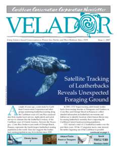 Caribbean Conservation Corporation Newsletter  Using Science-based Conservation to Protect Sea Turtles and Their Habitats Since 1959 Issue 1, 2007