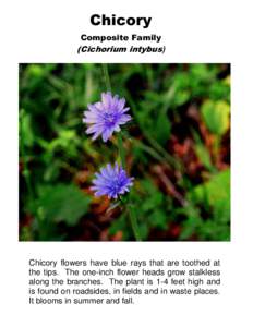 Chicory Composite Family (Cichorium intybus)  Chicory flowers have blue rays that are toothed at