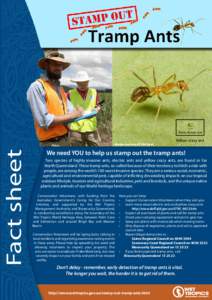 5mm Actual size  Fact sheet Image courtesy of Qld Govt