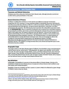    Sierra	
  Nevada	
  Individual	
  Species	
  Vulnerability	
  Assessment	
  Technical	
  Synthesis:	
  	
    	
  	
  	
   	
   Whitebark	
  Pine	
  