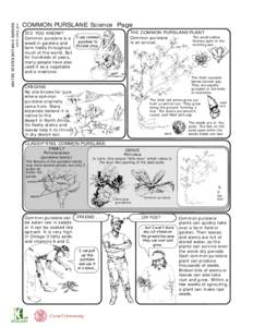 UNITED STATES BOTANIC GARDEN www.usbg.gov COMMON PURSLANE Science Page DID YOU KNOW? Common purslane is a I use common