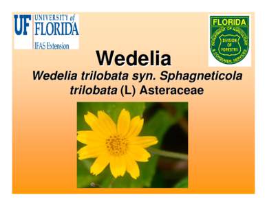 Microsoft PowerPoint - Wedelia