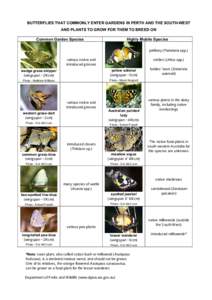 BUTTERFLIES THAT COMMONLY ENTER GARDENS IN PERTH AND THE SOUTH-WEST