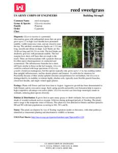 Sweet grass / Poaceae / Reed / Leaf / Glyceria borealis / Commelinids / Glyceria / Botany