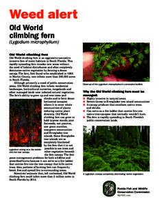 Weed alert Old World climbing fern (Lygodium microphyllum) Old World climbing fern