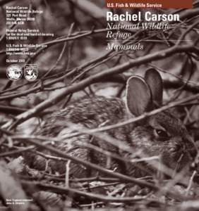 Kennebunk /  Maine / Rachel Carson National Wildlife Refuge / Wells /  Maine / Northern flying squirrel / Biology / Bat / Little brown bat / Red Squirrel / Southern flying squirrel / Flying squirrels / Mouse-eared bats / Zoology