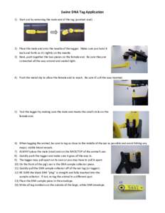 Swine DNA Tag Application 1) Start out by removing the male end of the tag (pointed stud) 2) Place the male end onto the needle of the tagger. Make sure you twist it back and forth so it’s tightly on the needle. 3) Nex