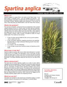 What is it? Spartina anglica is a grass that is not native to the West Coast. It can grow rapidly in intertidal zones – such as mudflats and beaches – and disrupt saltwater ecosystems, threaten fish and bird habitat 