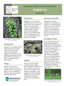 Invasive Plants in Pennsylvania  English Ivy Hedera helix  Description: