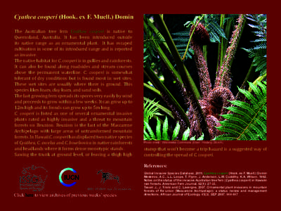 Ornamental trees / Trees of Australia / Cyathea cooperi / Flora / Cyatheaceae / Cyathea / Fern / Botany / Flora of Australia / Flora of New South Wales