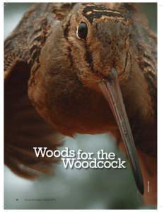 Woods for the Woodcock NANCY WHITEHEAD 34
