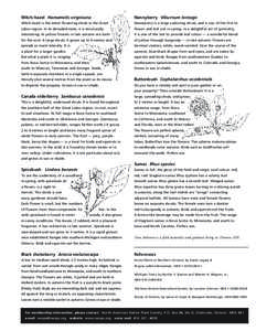 Witch-hazel Hamamelis virginiana  Nannyberry Viburnum lentago Witch-hazel is the latest flowering shrub in the Great
