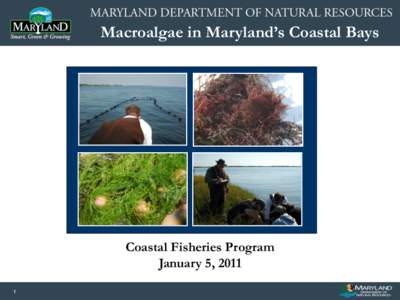 Macroalgae in Maryland’s Coastal Bays  Image or Graphic Coastal Fisheries Program January 5, 2011