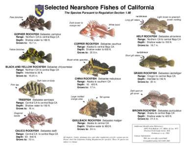 Selected Nearshore Fishes of California The Species Pursuant to Regulation Section 1.90 1st Gill Arch Pale blotches
