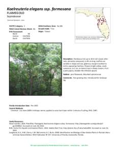 Koelreuteria elegans ssp. formosana flamegold Sapindaceae Common Synonyms: none  FLEPPC Category: 2