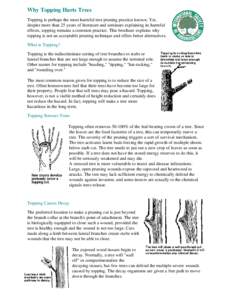 Why Topping Hurts Trees Topping is perhaps the most harmful tree pruning practice known. Yet, despite more than 25 years of literature and seminars explaining its harmful effects, topping remains a common practice. This 