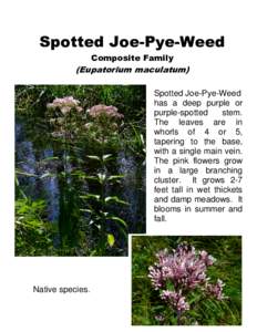 Spotted Joe-Pye-Weed Composite Family (Eupatorium maculatum) Spotted Joe-Pye-Weed has a deep purple or