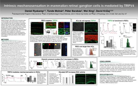 Visual system / Ion channels / Neurons / Histology / Neuroanatomy / Retinal ganglion cell / TRPV / CD90 / Mechanosensation / Biology / Anatomy / Nervous system