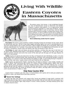 Living With Wildlife Eastern Coyotes in Massachusetts Photo © by Bill Byrne