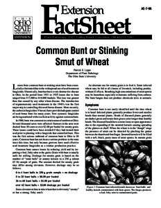 Food and drink / Common bunt / Loose smut / Wheat diseases / Smut / Wheat / Fungicide / Germination / Tilletia caries / Biology / Ustilaginomycotina / Microbiology