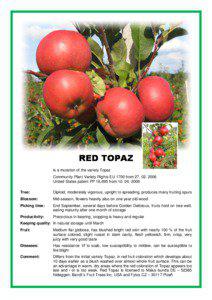 Malus / Biology / Pear / Fruit / Ziziphus mauritiana / Agriculture / Botany / Topaz