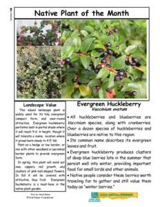 Summer & Fall - Evergreen Huckleberry