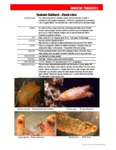 INVASIVE TUNICATES Tunicate (Solitary) - Styela clava DESCRIPTION RANGE