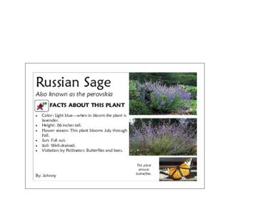 Russian Sage Also known as the perovskia FACTS ABOUT THIS PLANT   