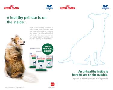 Obesity / Royal Canin / Weight loss / Cat / Food and drink / Medicine / Nutrition