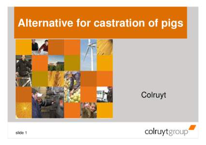 Alternative for castration of pigs  Colruyt slide 1