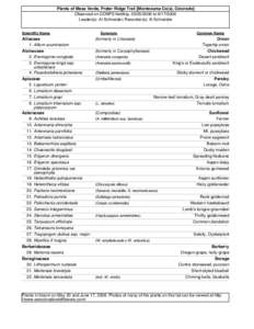 Polemoniaceae / Penstemon / Plantaginaceae / Gilia / Eriogonum / Aliciella / Sedum / Antennaria / Petradoria / Asterids / Eudicots / Medicinal plants