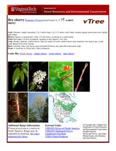 Cherries / Medicinal plants / Prunus / Ornamental trees / Flora of Morocco / Prunus avium / Lenticel / Drupe / P. pensylvanica / Flora of the United States / Flora / Rosids