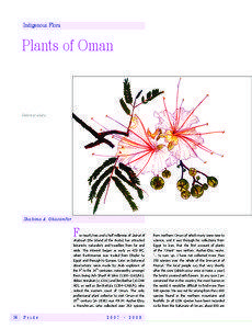 Oman / Dhofar Governorate / Al Hajar Mountains / Acacia tortilis / Pierre Martin Rémi Aucher-Éloy / Gulf of Oman desert and semi-desert / Oman Botanic Garden / Asia / Afrotropic / Deserts and xeric shrublands