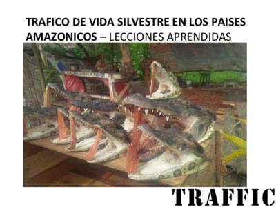 TRAFICO DE VIDA SILVESTRE EN LOS PAISES AMAZONICOS – LECCIONES APRENDIDAS 1)  Los años del saqueo