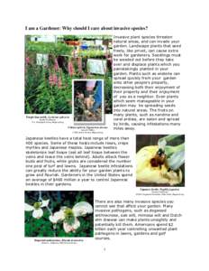 I am a Gardener: Why should I care about invasive species?  Purple loosestrife, Lythrum salicaria Randy Westbrooks, U.S. Geological Survey, Bugwood.org