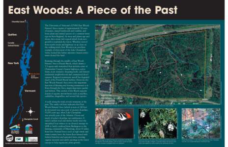 East Woods: A Piece of the Past Chambly Canal The University of Vermont’s (UVM) East Woods Natural Area consists of approximately 50 acres of mature, mixed hardwoods and conifers, and